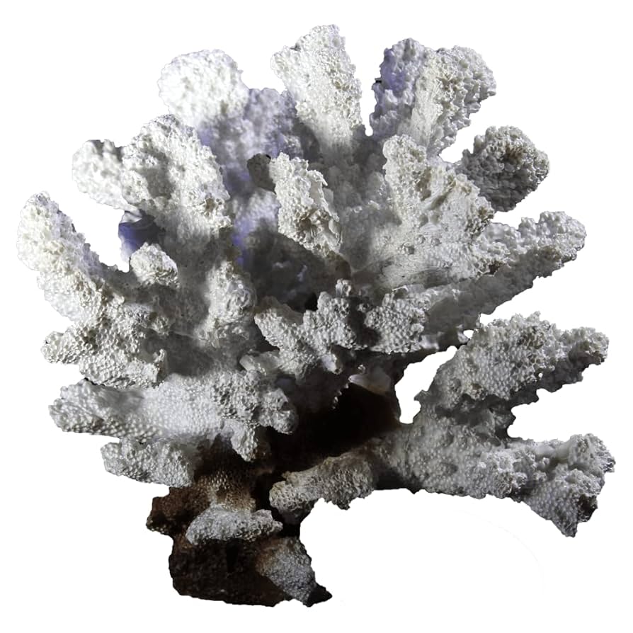 白珊瑚の置物 楽天市場】白珊瑚 置物｜珊瑚 fossil Coral サンゴ コーラル